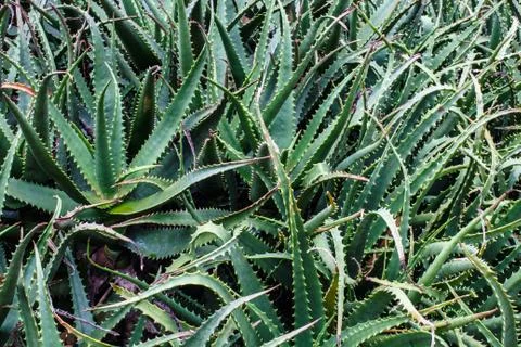 Aloe vera Stock Photos