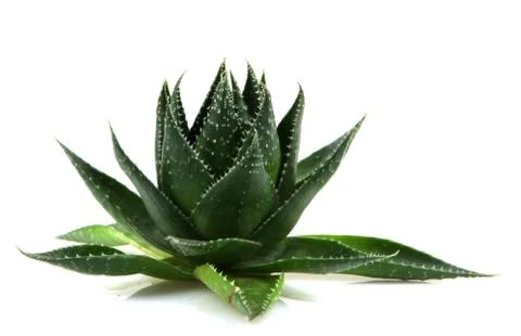Aloe vera Foto stock