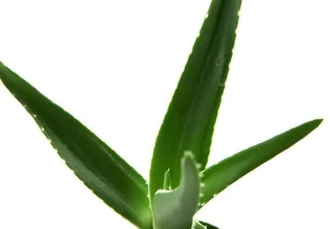 Aloe vera Stock Photos