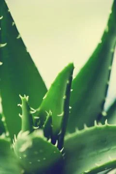 Aloe vera Stock Photos