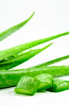 Aloe vera Stock Photos