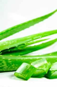 Aloe Vera Stock Photos