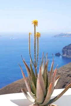 Aloe vera Stock Photos