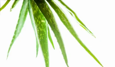 Aloe Vera Stock Photos