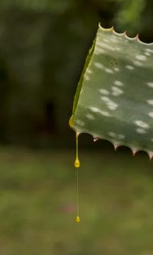 Aloe vera Foto stock