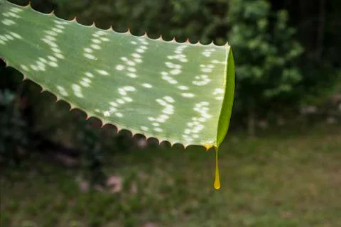 Aloe vera Stock Photos