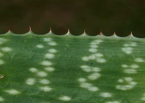 Aloe vera Stock Photos