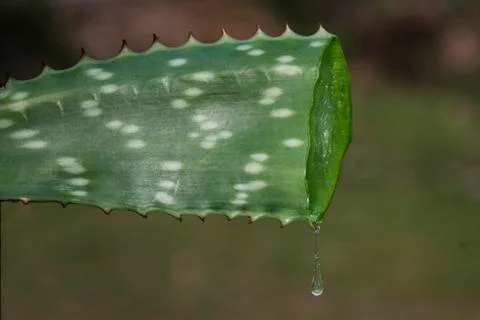 Aloe vera Stock Photos