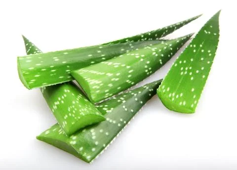 Aloe vera Foto stock