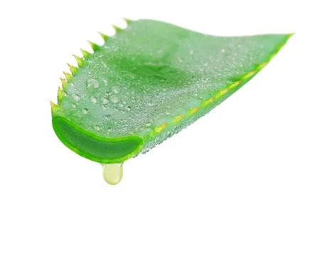 Aloe vera Fotos Stock