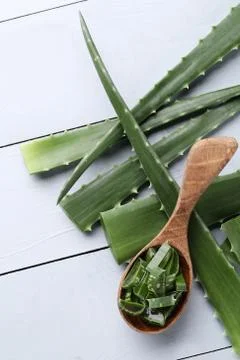 Aloe vera Foto stock