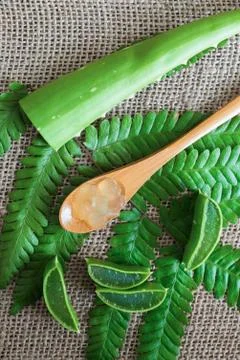 Aloe vera Stock Photos