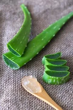 Aloe vera Stock Photos