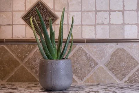 Aloe Vera Stock Photos
