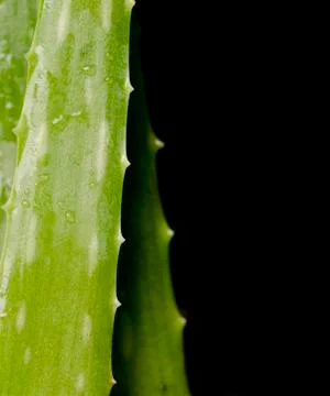 Aloe Vera Stock Photos