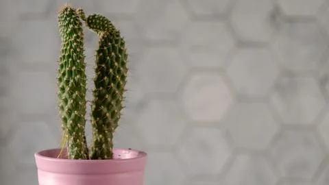 Aloe vera Stock Photos