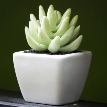 Aloe vera. Stock Photos