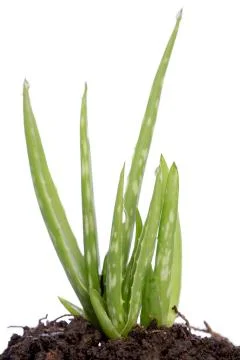 Aloe vera Stock Photos