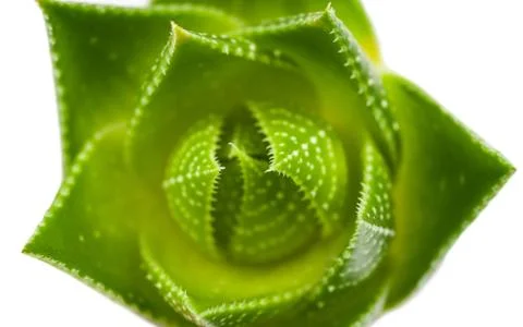 Aloe vera Stock Photos