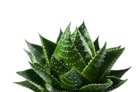 Aloe vera Stock Photos