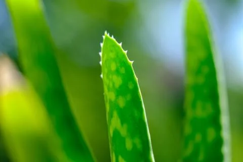 Aloe Vera Foto stock