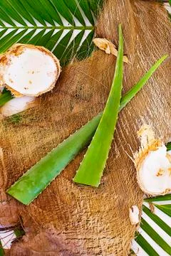 Aloe vera Stock Photos