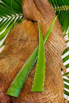 Aloe vera Stock Photos