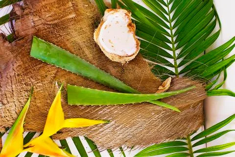Aloe vera Stock Photos