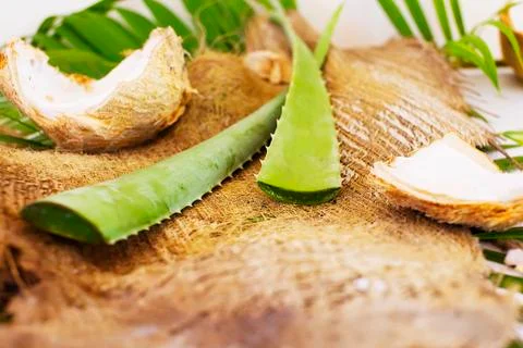 Aloe vera Stock Photos