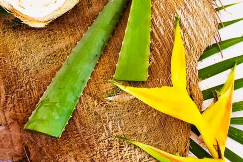 Aloe vera Stock Photos