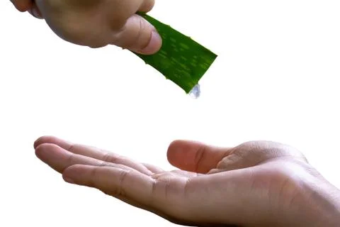Aloe Vera Foto stock