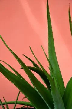 Aloe vera Stock Photos