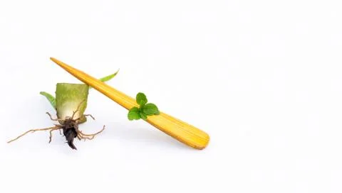 Aloe Vera . Stock Photos