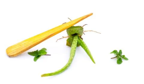 Aloe Vera . Stock Photos