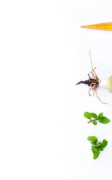 Aloe Vera . Stock Photos