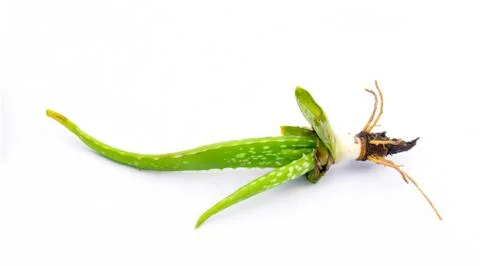 Aloe Vera . Stock Photos