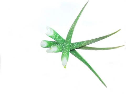 Aloe vera Stock Photos