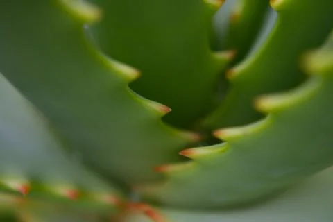 Aloe Vera Stock Photos