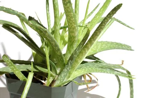 Aloe Vera Stock Photos