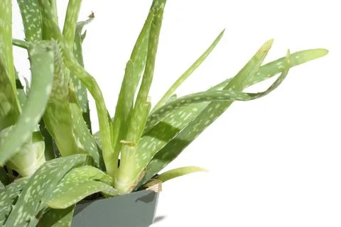 Aloe Vera Stock Photos