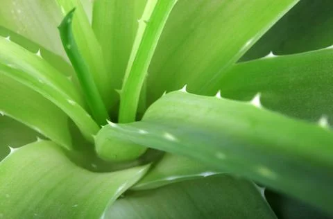 Aloe vera Stock Photos