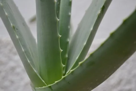 Aloe Vera Stock Photos