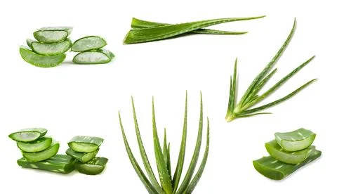 Aloe vera Stock Photos