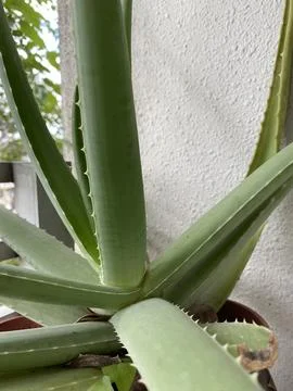 Aloe vera Stock Photos