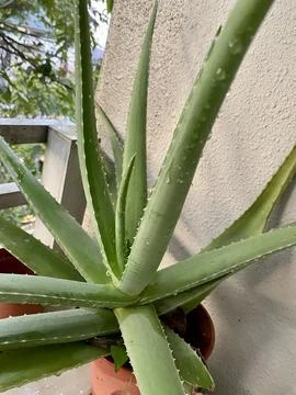 Aloe vera Stock Photos