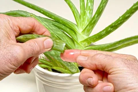 Aloe Vera Stock Photos