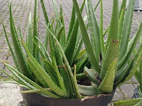 Aloe vera Stock Photos