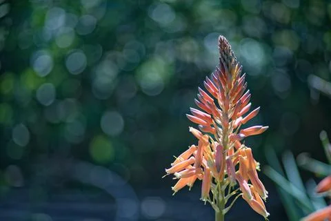 Aloe vera Stock Photos
