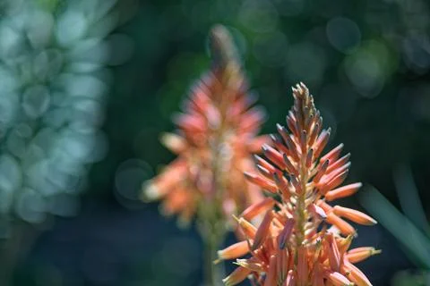 Aloe vera Stock Photos