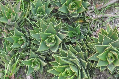 Aloe vera Stock Photos